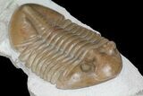Asaphus Lepidurus Trilobite - Top Quality Specimen #99258-4